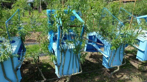 Willow Chair