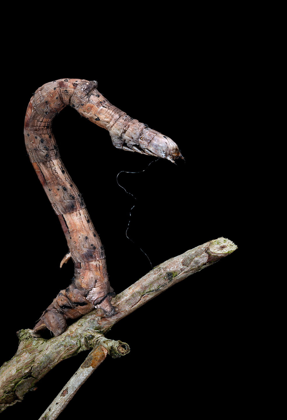 samuel jaffe caterpillar